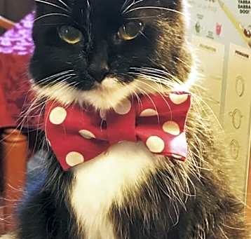 Photo of Peanut