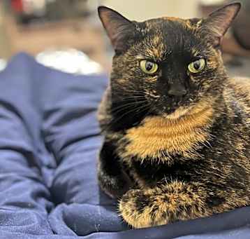 Photo of Snickers