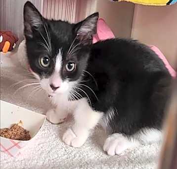 Photo of *JINGLES