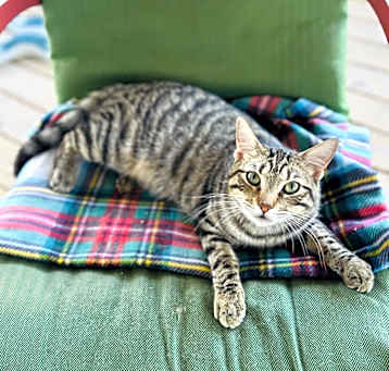 Photo of Flip Flop 