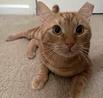 Photo of Ollie