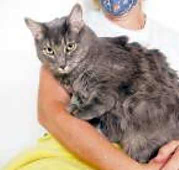 Photo of Shadow