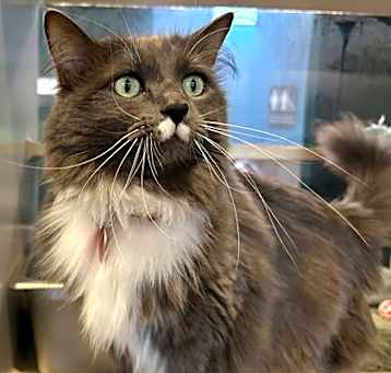 Photo of Abby - AVAILABLE
