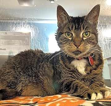 Photo of Tabby Girl - Bonded to Torta -