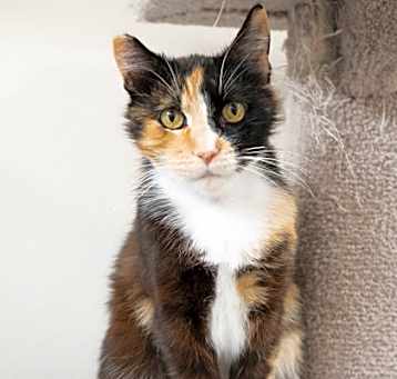 Photo of Calliope
