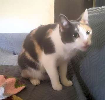 Photo of Calli