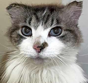 Photo of Czar