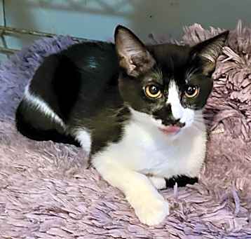Photo of Domino