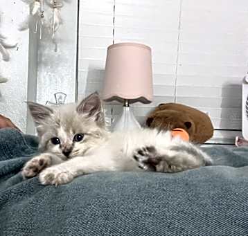 Photo of tiko