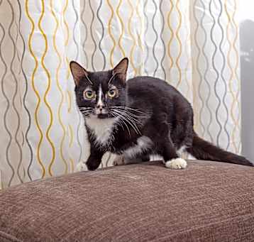 Photo of Mousse