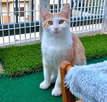 Photo of Phoenix