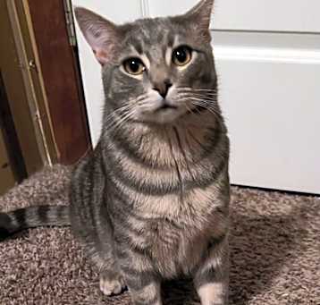 Photo of Dobby