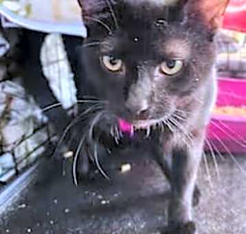 Photo of Anikan