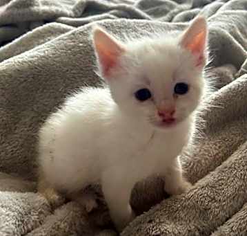 Photo of Finnegan (bonded w/ Tucker)