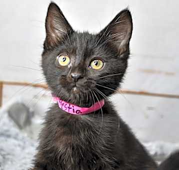Photo of Hestia