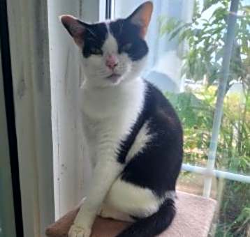 Photo of CHICQUITA +
