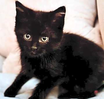 Photo of Tai (pre adopt)