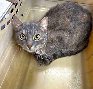 Photo of Moon Pie