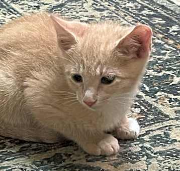 Photo of Rigby