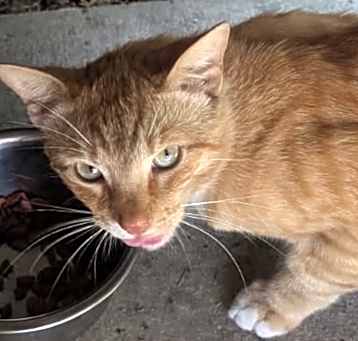 Photo of Ginger Kitty