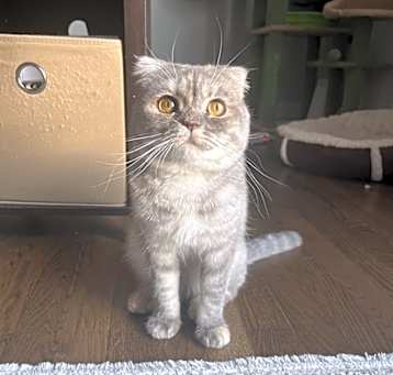 Photo of Lulu