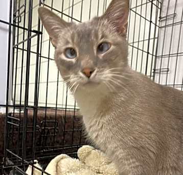 Photo of Squeaky