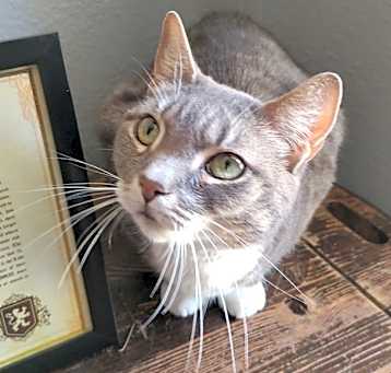 Photo of Pepper