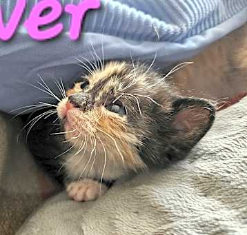 Photo of Clover