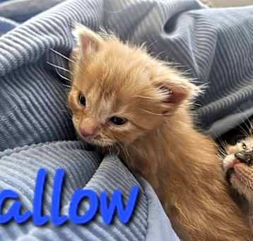 Photo of Mallow