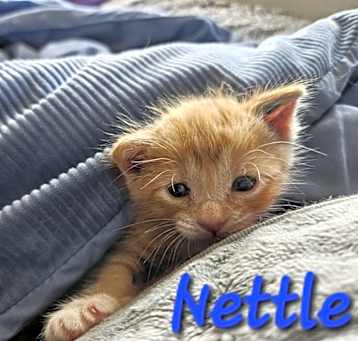 Photo of Nettle