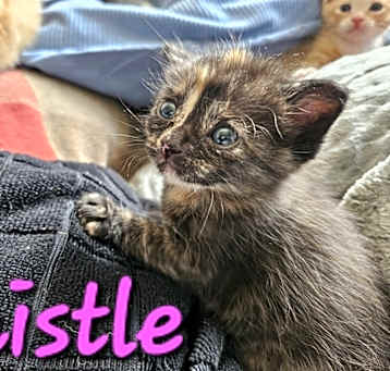 Photo of Thistle