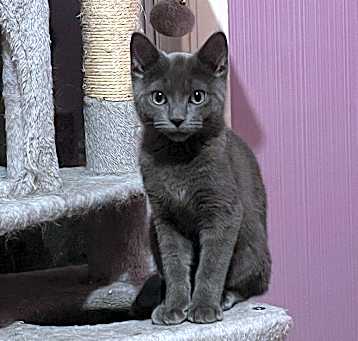 Photo of Earl Grey P.