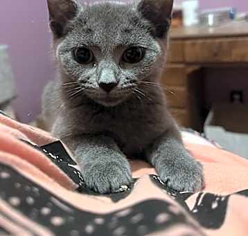 Photo of Lady Grey P.