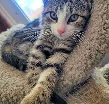 Photo of Blaze