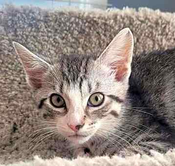 Photo of Romeo