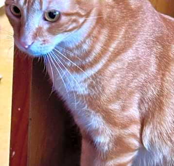Photo of Tango 4