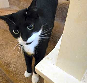Photo of Loki