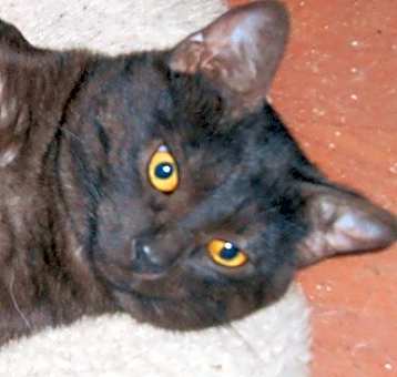 Photo of Bonkies