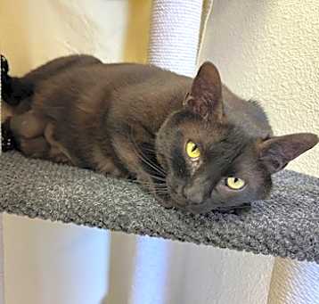 Photo of Amara