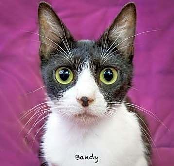 Photo of Bandy