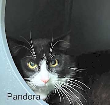 Photo of Pandora