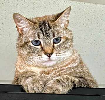 Photo of Sadie