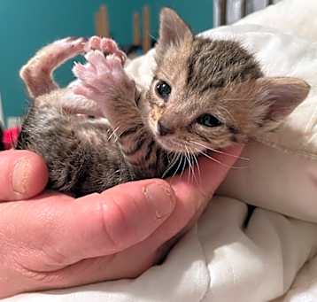 Photo of Widget