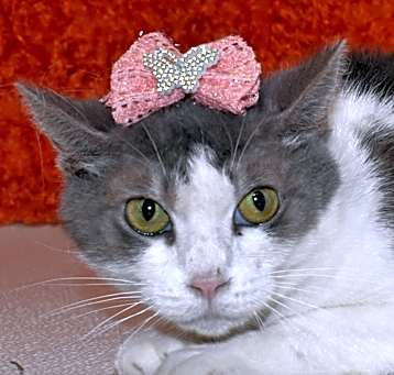 Photo of Snickerdoodle