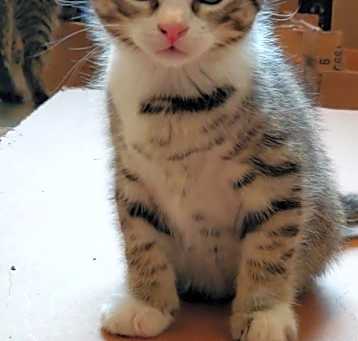 Photo of Rocket
