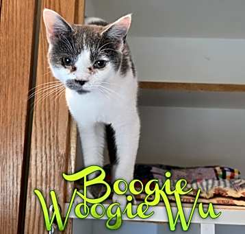 Photo of Boogie Woogie Wu