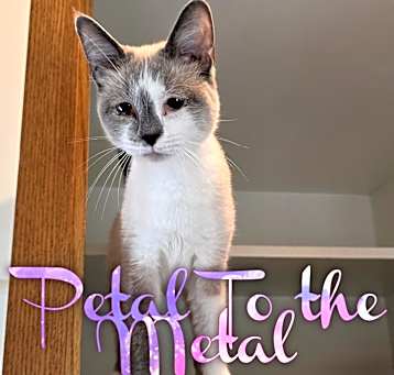 Photo of Petal to the Metal