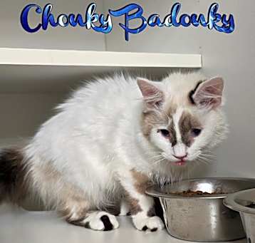 Photo of Chonky Badonky