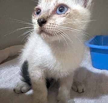 Photo of Mini