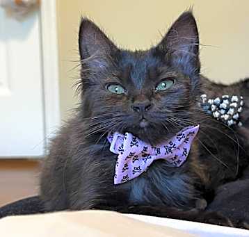 Photo of Smokey
